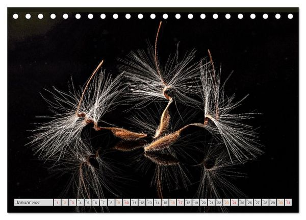 Produktbild: Zauber der kleinen Dinge (Tischkalender 2027 DIN A5 quer), CALVENDO Monatskalender