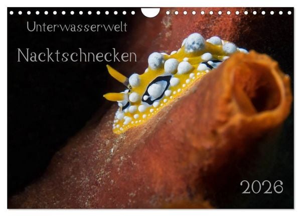 Unterwasserwelt Nacktschnecken (Wandkalender 2026 DIN A4 quer), CALVENDO Monatskalender