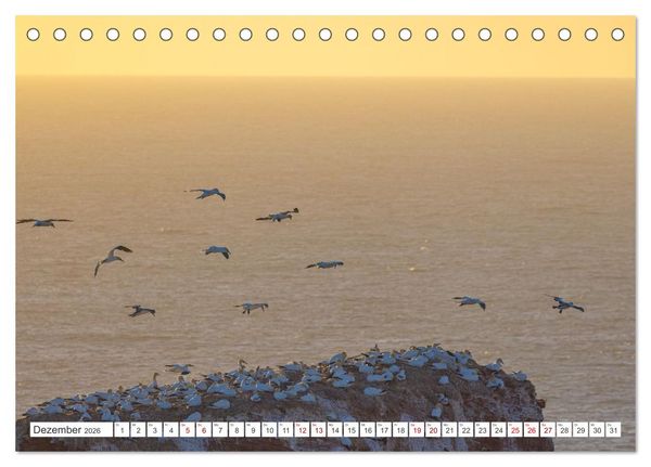 Produktbild: Basst&ouml;lpel - Helgolands faszinierende V&ouml;gel (Tischkalender 2026 DIN A5 quer), CALVENDO Monatskalender
