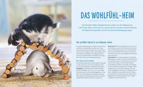 Produktbild: Zwergkaninchen