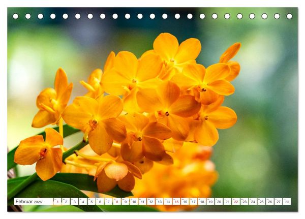 Produktbild: Orchidaceae - Orchideen (Tischkalender 2026 DIN A5 quer), CALVENDO Monatskalender