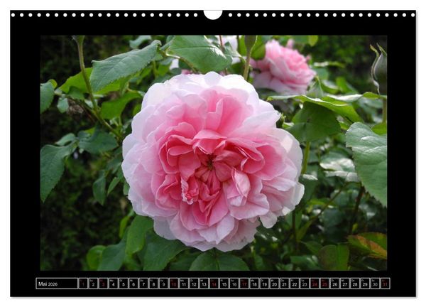 Produktbild: Im Duft der Rosen (Wandkalender 2026 DIN A3 quer), CALVENDO Monatskalender