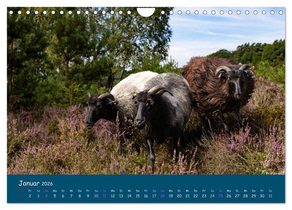Produktbild: Heidschnucken, die pr&auml;chtigen Schafe der L&uuml;neburger Heide (Wandkalender 2026 DIN A4 quer), CALVENDO Monatskalender