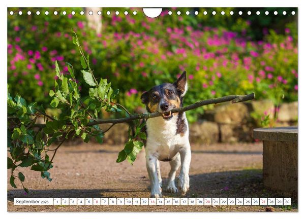 Produktbild: Jack Russell - Klein, aber oho! (Wandkalender 2026 DIN A4 quer), CALVENDO Monatskalender