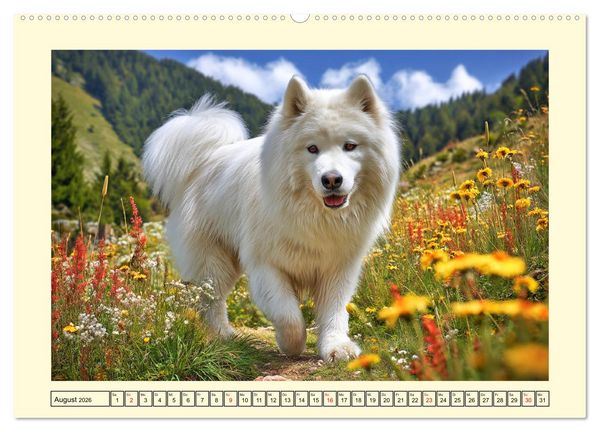 Produktbild: Flauschige Samojeden. Zauberhafte Wolken auf vier Pfoten (Wandkalender 2026 DIN A2 quer), CALVENDO Monatskalender