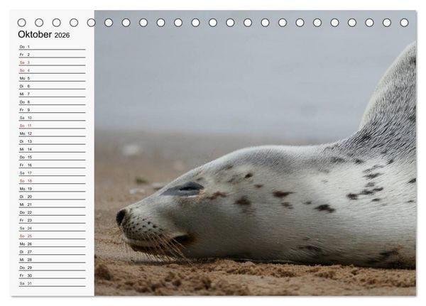 Produktbild: Seehunde und Otter. Putzige Gesellen, perfekte Schwimmer (Tischkalender 2026 DIN A5 quer), CALVENDO Monatskalender