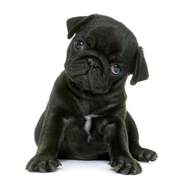 Produktbild: M&ouml;pse / Puglets 2027