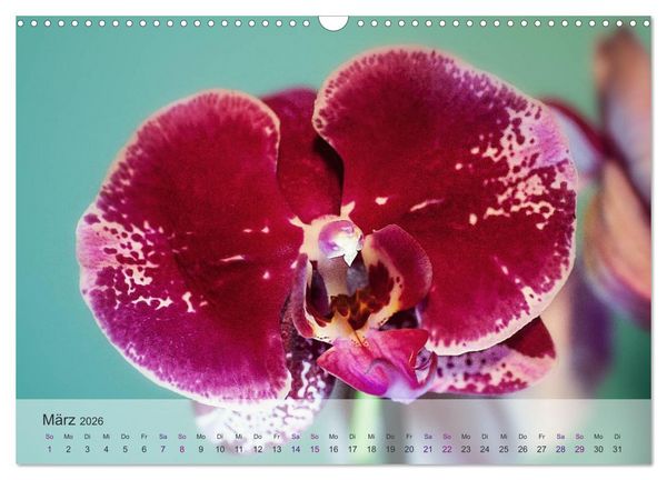 Produktbild: Phalaenopsis - die zauberhafte Welt der Orchideen (Wandkalender 2026 DIN A3 quer), CALVENDO Monatskalender