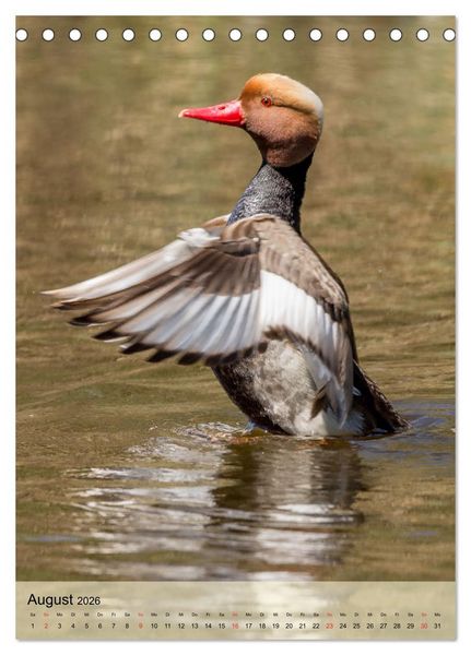 Produktbild: Vogelwelt der Schweiz (Tischkalender 2026 DIN A5 hoch), CALVENDO Monatskalender