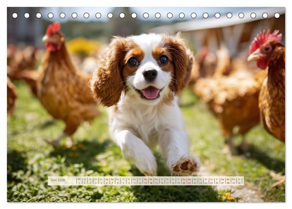 Produktbild: Cavalier King Charles Spaniel. Die lustigsten Cavalier Momente des Jahres. (Tischkalender 2026 DIN A5 quer), CALVENDO Monatskalender