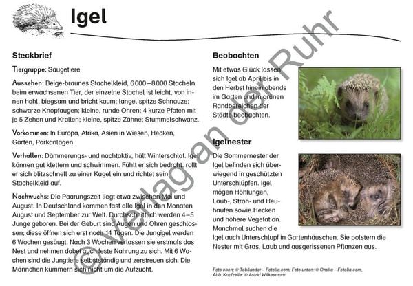 Produktbild: Feld- und Wiesentiere - Fotokarten mit Sachinfos
