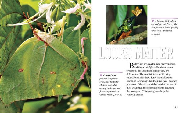 Produktbild: Nat Geo Reader Butterflies