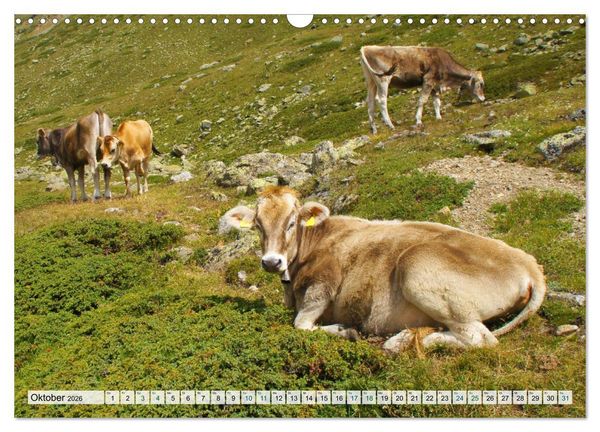 Produktbild: K&uuml;he im Einklang mit der Natur (Wandkalender 2026 DIN A3 quer), CALVENDO Monatskalender