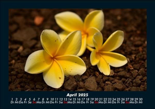 Produktbild: Blumenzauber 2025 Fotokalender DIN A5
