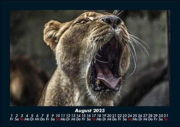 Produktbild: L&ouml;wen in der Wildnis 2025 Fotokalender DIN A5