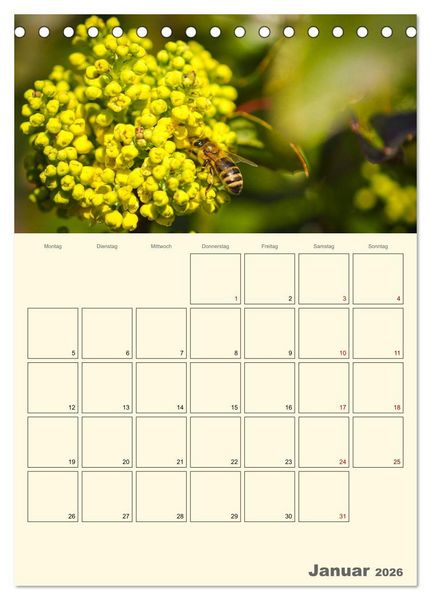 Produktbild: Bienen im Naturgarten (Tischkalender 2026 DIN A5 hoch), CALVENDO Monatskalender