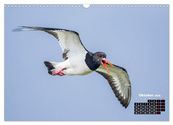 Produktbild: Die Vogelwelt der &Auml;u&szlig;eren Hebriden (Wandkalender 2026 DIN A3 quer), CALVENDO Monatskalender
