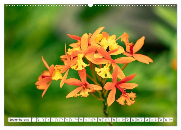 Produktbild: Orchidaceae - Orchideen (Wandkalender 2026 DIN A2 quer), CALVENDO Monatskalender