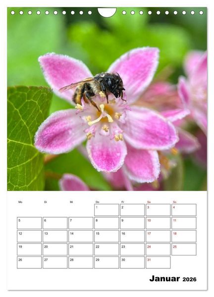 Produktbild: Insekten im Fokus (Wandkalender 2026 DIN A4 hoch), CALVENDO Monatskalender