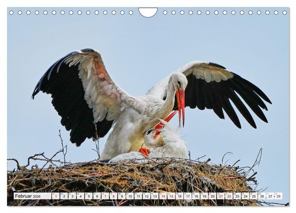Produktbild: Eine Saison mit Familie Storch (Wandkalender 2026 DIN A4 quer), CALVENDO Monatskalender