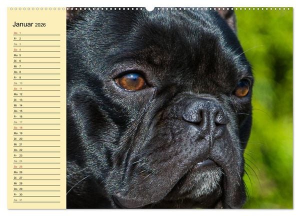 Produktbild: Franz&ouml;sische Bulldogge - Clown auf 4 Pfoten (Wandkalender 2026 DIN A2 quer), CALVENDO Monatskalender