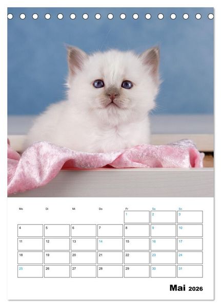 Produktbild: Heilige Birma Kitten - s&uuml;&szlig;e kleine Flauschb&auml;llchen (Tischkalender 2026 DIN A5 hoch), CALVENDO Monatskalender