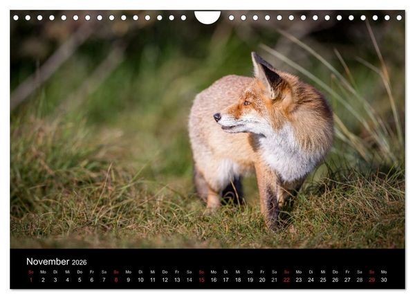 Produktbild: Rotf&uuml;chse (Wandkalender 2026 DIN A4 quer), CALVENDO Monatskalender
