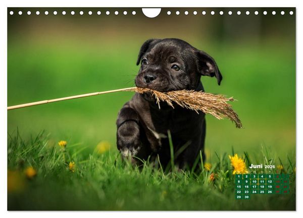 Produktbild: Listenhunde - mehr als nur eine Kategorie (Wandkalender 2026 DIN A4 quer), CALVENDO Monatskalender