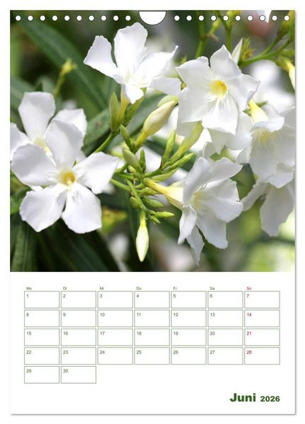 Produktbild: Wei&szlig;e Bl&uuml;ten im Gr&uuml;nen (Wandkalender 2026 DIN A4 hoch), CALVENDO Monatskalender