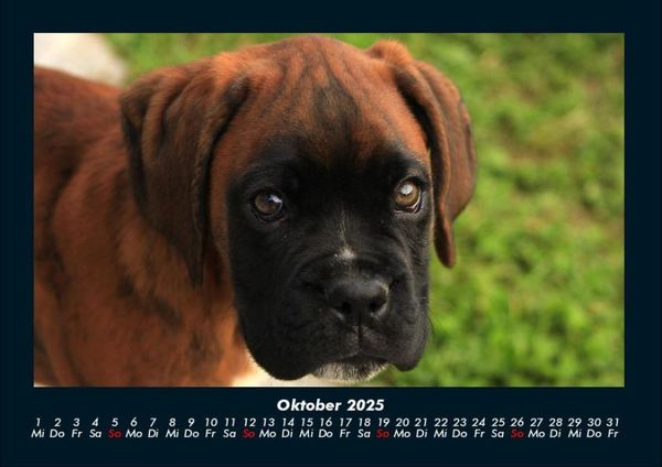 Produktbild: Welpen 2025 Fotokalender DIN A4