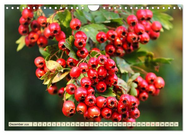 Produktbild: Essbare Wildfr&uuml;chte. Aromatische K&ouml;stlichkeiten aus der Natur (Wandkalender 2026 DIN A4 quer), CALVENDO Monatskalender