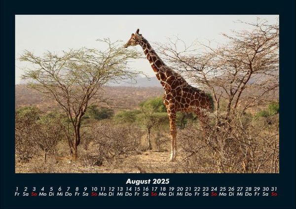 Produktbild: Giraffen 2025 Fotokalender DIN A4
