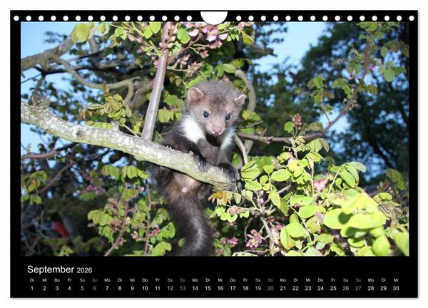 Produktbild: Marderkinder (Wandkalender 2026 DIN A4 quer), CALVENDO Monatskalender