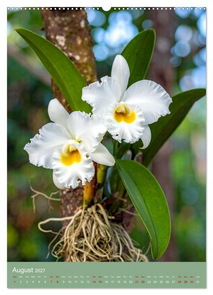 Produktbild: Cattleya - Breeder's Pride (High Quality Premium Wall Calendar 2027 DIN A2 portrait),CALVENDO 12 Month Wall Calendar