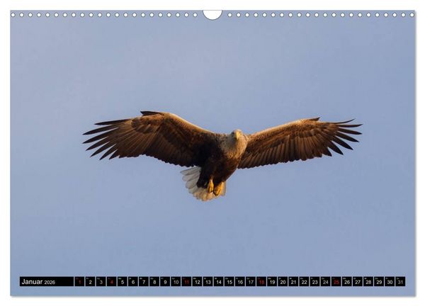 Produktbild: Greifv&ouml;gel und Eulen (Wandkalender 2026 DIN A3 quer), CALVENDO Monatskalender