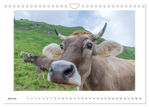 Produktbild: Naturwunder Bergwelt Fellhorn und H&ouml;rnergruppe (Wandkalender 2026 DIN A4 quer), CALVENDO Monatskalender