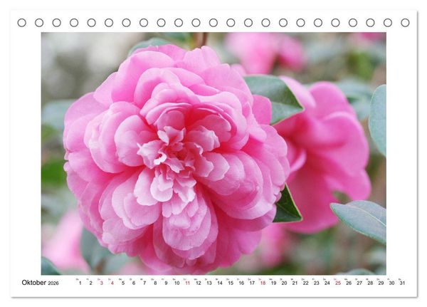 Produktbild: Geheimnisvolle Kamelien (Tischkalender 2026 DIN A5 quer), CALVENDO Monatskalender