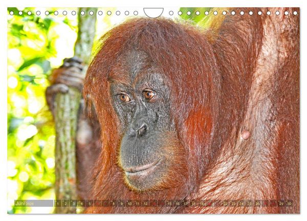 Produktbild: Orang Utans Sumatras Waldmenschen (Wandkalender 2026 DIN A4 quer), CALVENDO Monatskalender