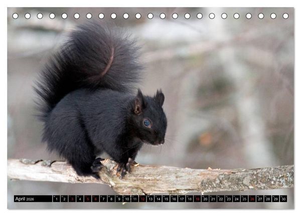 Produktbild: EICHH&Ouml;RNCHEN (Tischkalender 2026 DIN A5 quer), CALVENDO Monatskalender