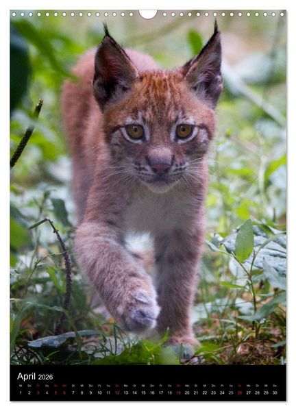Produktbild: Der Luchs - Europas gr&ouml;&szlig;te Samtpfote (Wandkalender 2026 DIN A3 hoch), CALVENDO Monatskalender