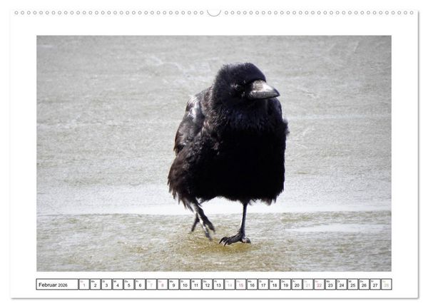 Produktbild: Rabenhafte Augenblicke (Wandkalender 2026 DIN A2 quer), CALVENDO Monatskalender