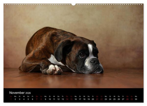 Produktbild: Liebenswerte Boxer (Wandkalender 2026 DIN A2 quer), CALVENDO Monatskalender
