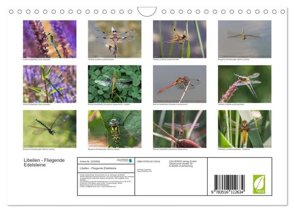 Produktbild: Libellen - Fliegende Edelsteine (Wandkalender 2026 DIN A4 quer), CALVENDO Monatskalender
