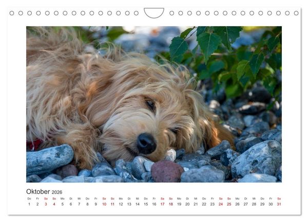 Produktbild: Mini Goldendoodle - Gl&uuml;ck ist ein Hund (Wandkalender 2026 DIN A4 quer), CALVENDO Monatskalender