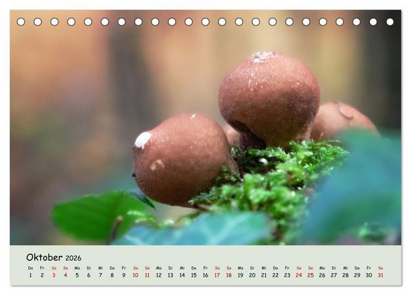 Produktbild: Waldbaden - Durch Achtsamkeit zu einer besseren Gesundheit (Tischkalender 2026 DIN A5 quer), CALVENDO Monatskalender