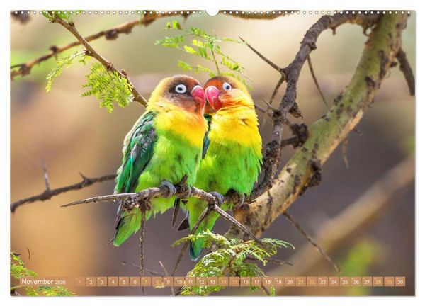 Produktbild: Farbenfrohe Papageien (Wandkalender 2026 DIN A2 quer), CALVENDO Monatskalender