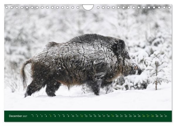 Produktbild: Wild Boars (Wall Calendar 2027 DIN A4 landscape), CALVENDO 12 Month Wall Calendar