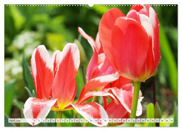 Produktbild: Roter Glanz Bl&uuml;tenpracht (hochwertiger Premium Wandkalender 2026 DIN A2 quer), Kunstdruck in Hochglanz