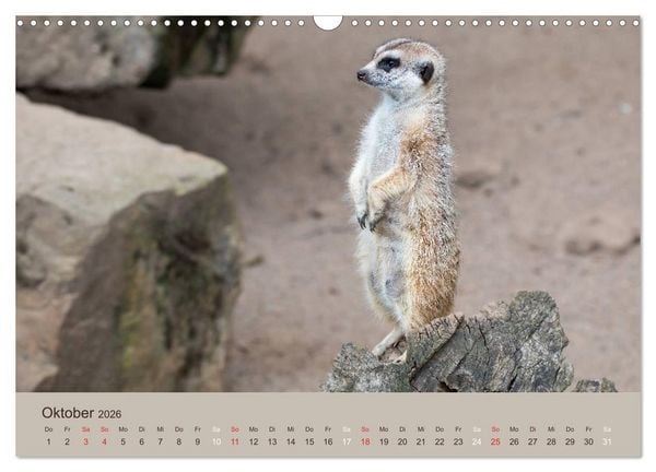 Produktbild: Quirlige Erdm&auml;nnchen (Wandkalender 2026 DIN A3 quer), CALVENDO Monatskalender