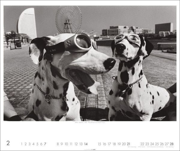 Produktbild: Magnum Photos - Elliott Erwitt Kalender 2027